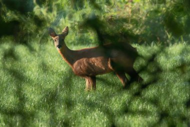 Güneşli çayırlarda çalıların arkasına gizlenmiş Roe geyiği..
