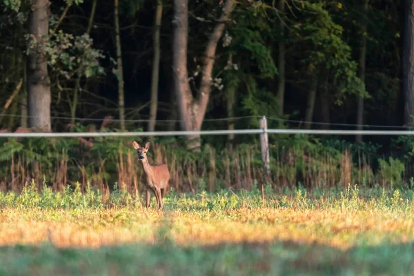 Roe hert doe op landbouwgrond met verse gewassen. — Stockfoto