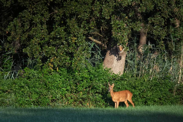 Roe jelen doe na slunné louce na okraji lesa. — Stock fotografie
