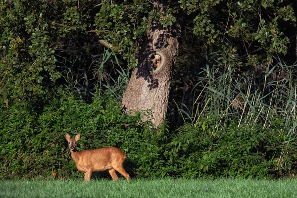 숲 가장자리의 양지바른 초원에서 식 하는 붉은 사슴. — 스톡 사진