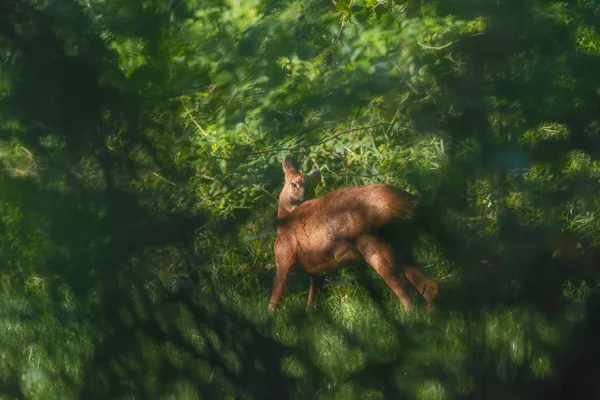 Laver les cerfs à la lumière du soleil caché derrière les buissons . — Photo