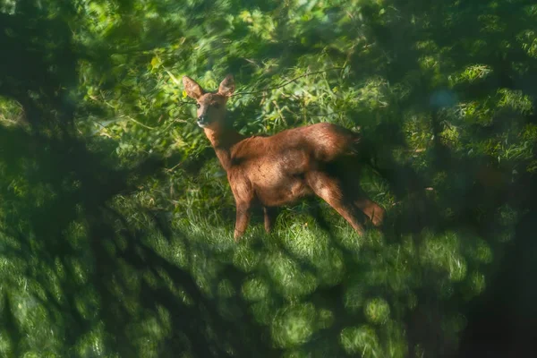 茂みの後ろに隠された日当たりの良い牧草地でのローズ鹿. — ストック写真
