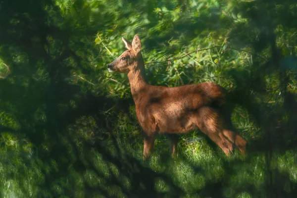 Roe deer in sunny meadow hidden behind bushes. — Stock Photo, Image