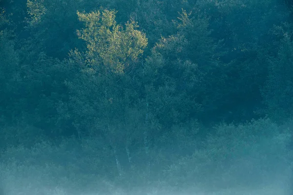 Sommar lövskog på dimmig morgon. — Stockfoto