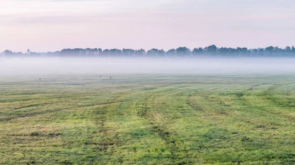 Grunty rolne w warstwie mgły o wschodzie słońca. — Zdjęcie stockowe