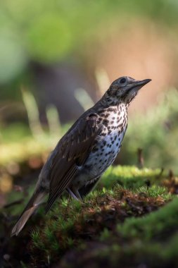 Yosun tutmuş orman zeminindeki filizli kuş.