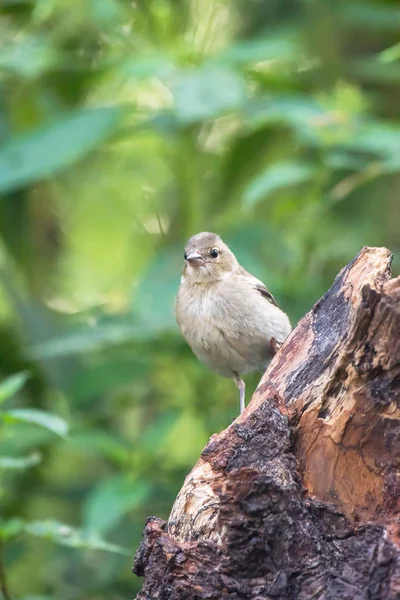 Common chaffinch on tree stump in forest. — Stock Photo, Image