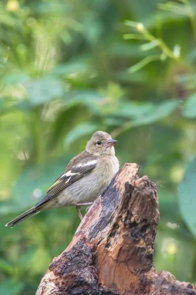 Pinça comum no toco da árvore na floresta . — Fotografia de Stock