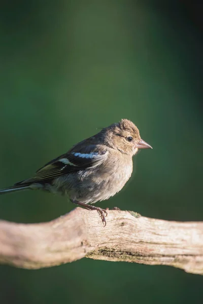 Dala tünemiş karidesler. — Stok fotoğraf