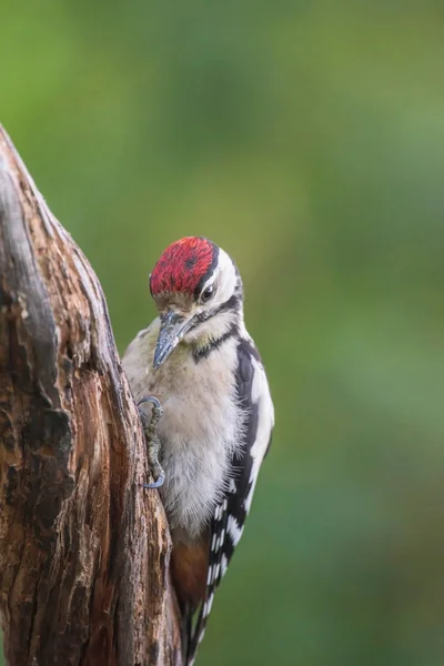 Great spotted woodpecker hanging on branch. — Stock Photo, Image