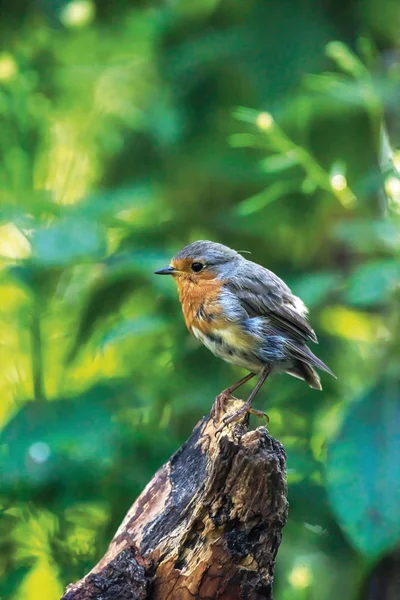 Joven pájaro petirrojo en tronco de árbol en bosque . — Foto de Stock