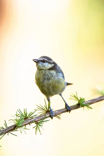 Great tit bird on branch of pine.