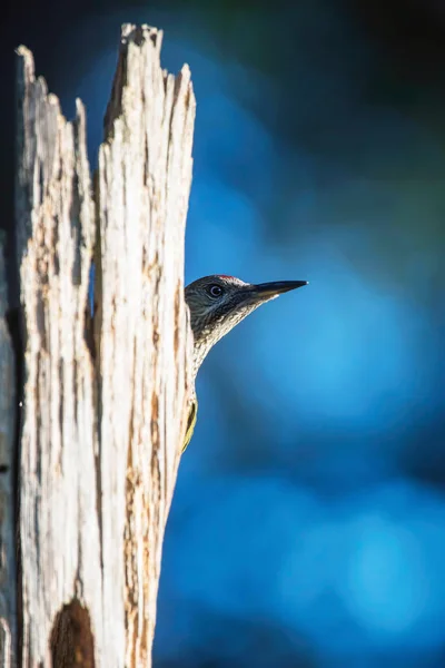 Great spotted woodpecker peeking from behind tree trunk.