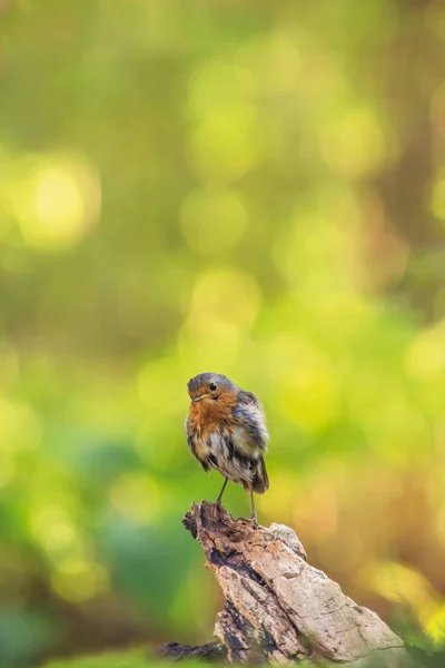 Giovane uccello pettirosso sul tronco d'albero nella foresta soleggiata . — Foto Stock