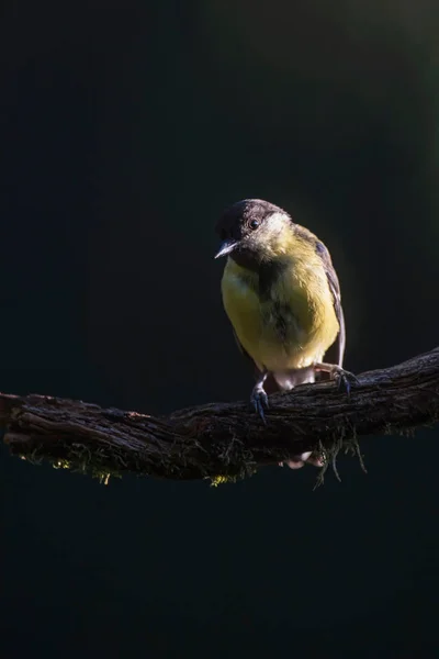 Grote tiet vogel op tak in zonnig bos. — Stockfoto