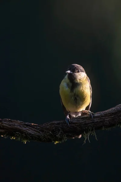 Velký koza pták na větvi ve slunném lese. — Stock fotografie