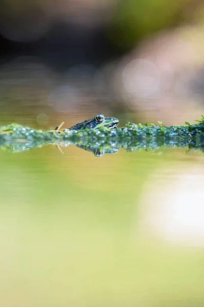 Female pool frog in sunny pond in forest. — ストック写真