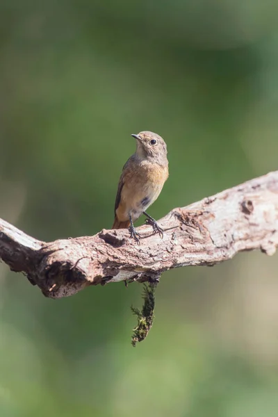 Jeune chiffon sur branche dans une forêt ensoleillée . — Photo