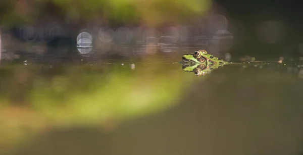 숲 속의 연못에 있는 암컷 풀 개구리. — 스톡 사진