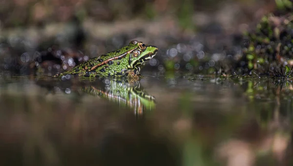 Sapo de piscina feminina em lagoa na floresta . — Fotografia de Stock