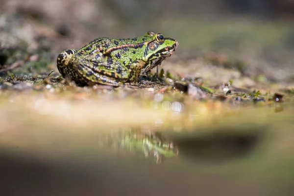 Sapo fêmea piscina na borda da lagoa na floresta . — Fotografia de Stock