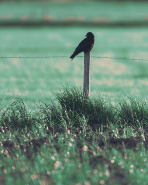 Karga, dikenli tellerden yapılmış tahta bir direkte oturur..