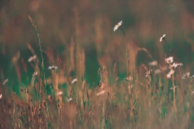 Güneşli bahar akşamlarında tarlada papatyalar.
