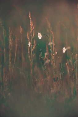 Güneşli bahar akşamlarında tarlada papatyalar.