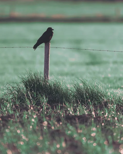 Krähe sitzt auf Stacheldrahtzaun. — Stockfoto