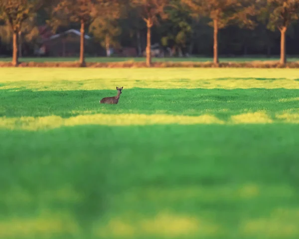 Roebuck in meadow in evening sunlight. — стоковое фото