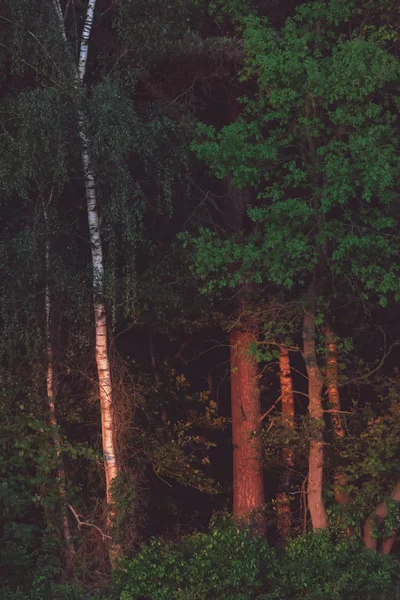 Björk och andra träd på sommaren kväll solljus. — Stockfoto