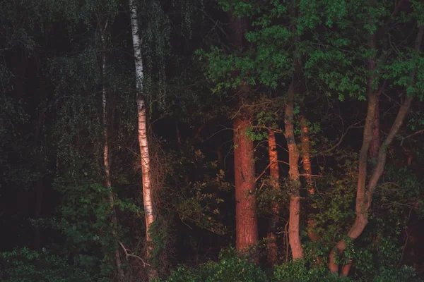 Berk en andere bomen in de zomeravond zonlicht. — Stockfoto