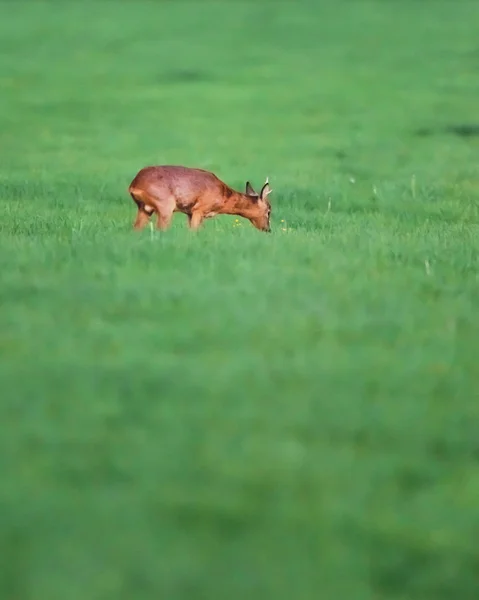 Roebuck in meadow during spring . — стоковое фото