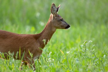 Roe geyiği yaz otlağında duruyor. Yan görünüm.