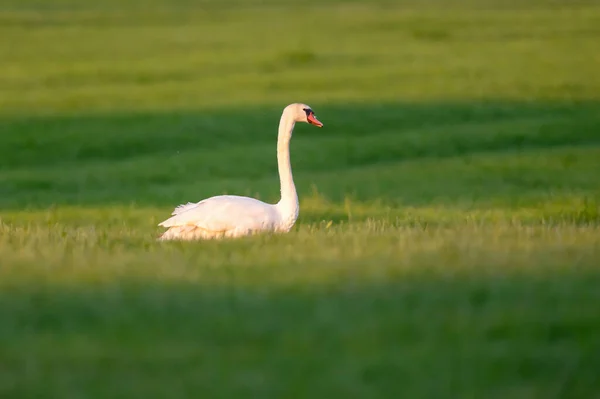 夕日の牧草地で白鳥をミュート — ストック写真