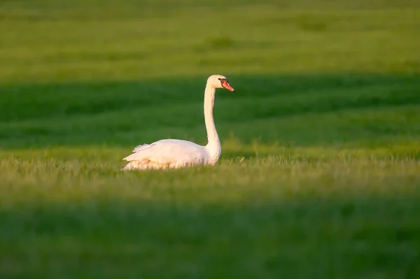 Cisne Mudo Prado Luz Del Sol Noche — Foto de Stock