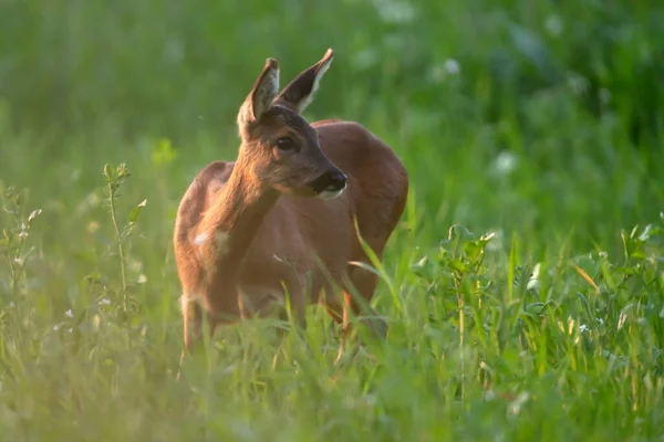 Roe Jeleń Między Wysoką Trawą Wieczornym Słońcu — Zdjęcie stockowe