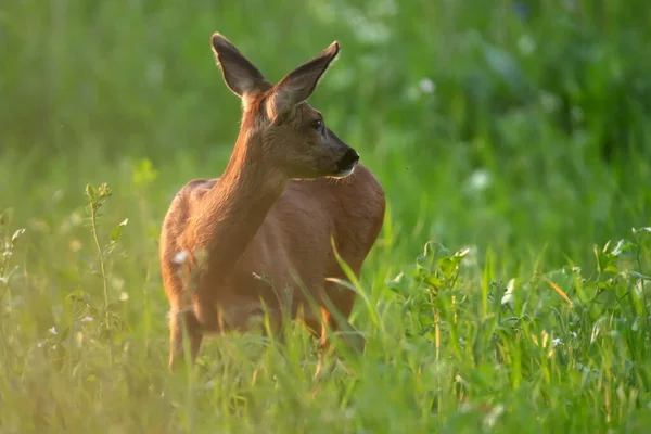 Rehe Zwischen Hohem Gras Der Abendsonne — Stockfoto