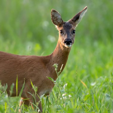 Yaz otlağında kameraya bakan roe geyiği..