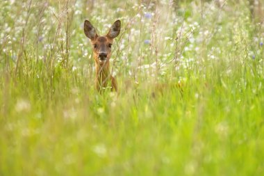 Yaz otlağında beyaz çiçekler arasında geyik.