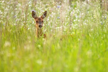 Yaz otlağında beyaz çiçekler arasında geyik.