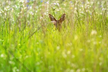 Geyik beyaz çiçeklerle bembeyaz çayırlarda gizlenmiş..