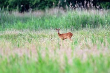Uzun otlar ve kamışlarla tarlada geyik.