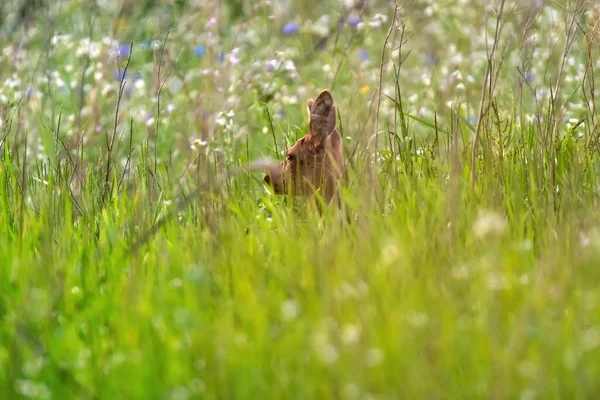 Hirsche Sommerlicher Wiese Mit Weißen Blumen Versteckt — Stockfoto