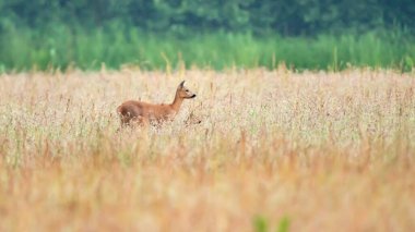 Bir tarlada uzun otların arasında buzağı ile anne bir geyik.