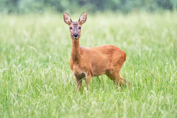 Rehe Stehen Bei Regen Auf Wiese Mit Hohem Gras — Stockfoto