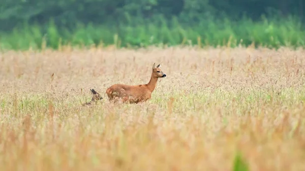 野の背の高い草の間に子牛を持つ母鹿 — ストック写真