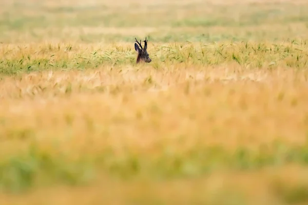 Ciervo Macho Entre Campo Trigo — Foto de Stock