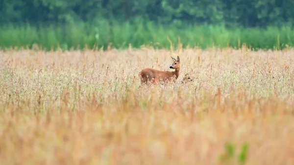 Matka Jeleń Łydką Między Wysoką Trawą Polu — Zdjęcie stockowe