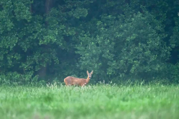 Une Femelle Cerf Dans Prairie Lisière Une Forêt — Photo